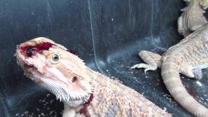 Reptiles Left to Die at PetSmart Supplier Mill