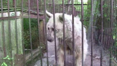 Rescued Bear’s Shocking Transformation