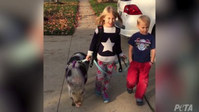 Rescued Pig Celebrates First Christmas With New Family