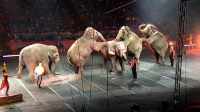 Ringling Bullhook Abuse at the Verizon Center in Manchester, N.H., September 27, 2012