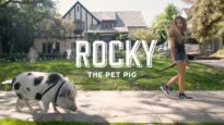 Rocky the Pet Pig