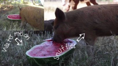 Snuffles vs Watermelon