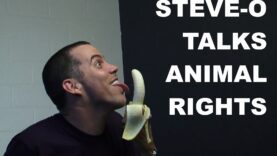 Steve-O spiega perché è Vegan