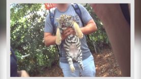 The Deadly Side of Tiger Cub Photo-Ops