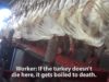 This Will Make You Think Twice About Your Turkey Sandwich