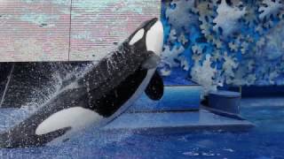 Tilikum Has Died