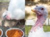 Turkeys, Pie, and Cuddles