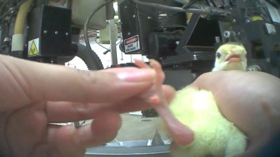 Vea: Video secreto muestra pavos bebés siendo molidos vivos por Butterball