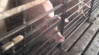 WATCH: Criminal Animal Abuse Caught on Video at Walmart Pork Supplier
