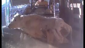 WATCH: Hidden-Camera Video Exposes Shocking Animal Abuse at Livestock Markets