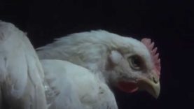 Watch: Secret Video Catches Tyson Foods Torturing Animals