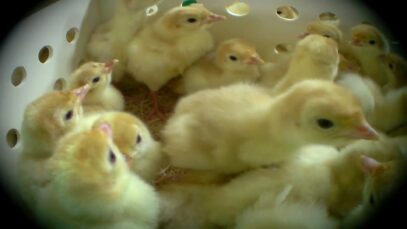 Watch: Secret Video Shows Baby Turkeys Ground Up Alive by Butterball