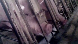 WATCH: Walmart Pork Supplier Caught Abusing Mother Pigs and Piglets