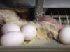 You Won’t Believe How Eggs Are Made