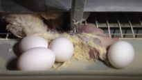 You Won’t Believe How Eggs Are Made