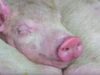 11 Piglets Saved After Farmers Have a Change of Heart