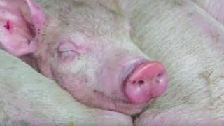 11 Piglets Saved After Farmers Have a Change of Heart