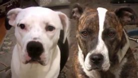 A Lifetime Alone: Chained Dog vs. Family Dog