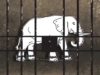 Animal Captivity Is Slavery
