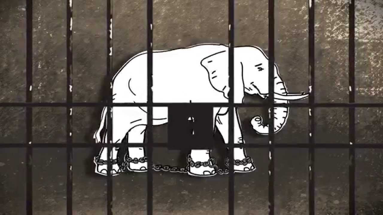 Animal Captivity Is Slavery | Laverabestia.org
