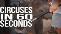 Circuses in 60 Seconds Flat