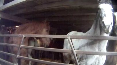 Demolition Derby: PETA’s Investigations Expose Horse-Racing Cruelty