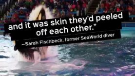 Disturbing New Details From Former SeaWorld Employee