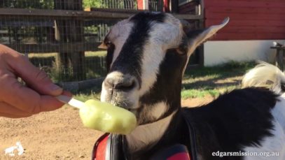 Eddie Loves his Icy Pole