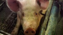 Exposed: Hormel Supplier Mutilates Piglets