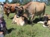 Happy Cows