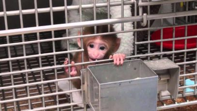 ‘Human Intruder’ Tests | NIH Baby Monkey Experiment #1