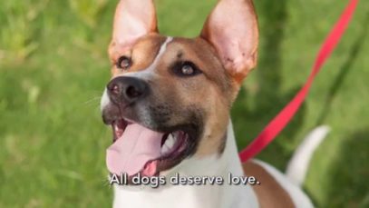 Injured Puppy’s Miraculous Transformation