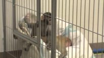 ‘Novel Cage’ Tests | NIH Baby Monkey Experiment #3