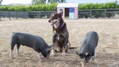 Ruby Loves Piglets Pt 2