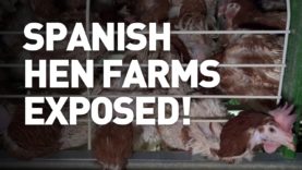 Spanish hen farms exposed!