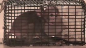 Startle Tests | NIH Baby Monkey Experiment #2