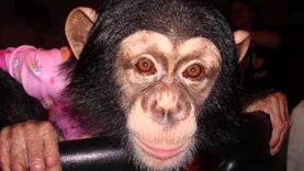 The Epic Rescue of Chimpanzee Lisa Marie