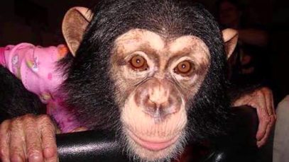 The Epic Rescue of Chimpanzee Lisa Marie