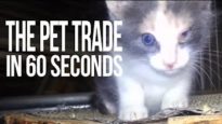 The Pet Trade in 60 Seconds Flat