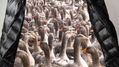 You’ll Never Guess What’s Hiding in lululemon’s Goose Down Jackets