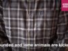 Animal Rights films the abuse of pigs in Tielt slaughterhouse