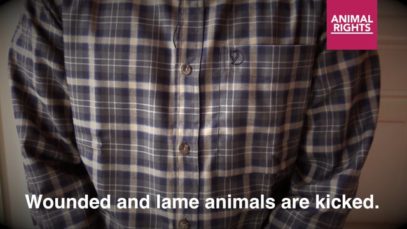 Animal Rights films the abuse of pigs in Tielt slaughterhouse