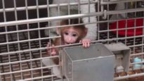 Baby Monkey Experiments Exposed | National Institutes of Health
