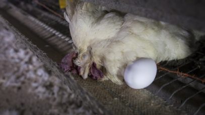 IL VERO PREZZO DELLE UOVA: una nuova scioccante investigazione di Animal Equality Italia
