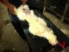 One Life in the Angora Wool Industry