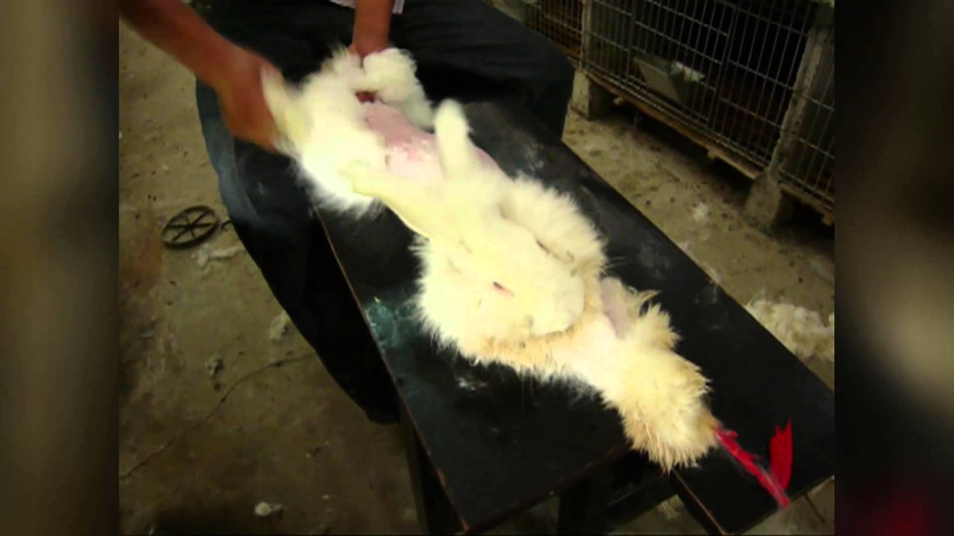 One Life in the Angora Wool Industry | Laverabestia.org
