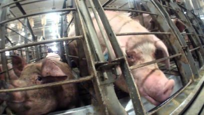 Silent Night | Jesus People for Animals