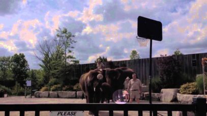 Was This Basketball-Playing Elephant Beaten?