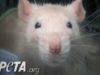 Who Cares About Mice and Rats?