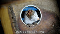PETA Asia – 韩丹彤倾情讲述皮草背后的真相 Han Dantong Shares the Truth Behind Fur [5aT1DfQJZ54 – 1280×720 – 0m34s]